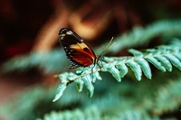 Borboleta descansando em uma folha de samambaia na natureza