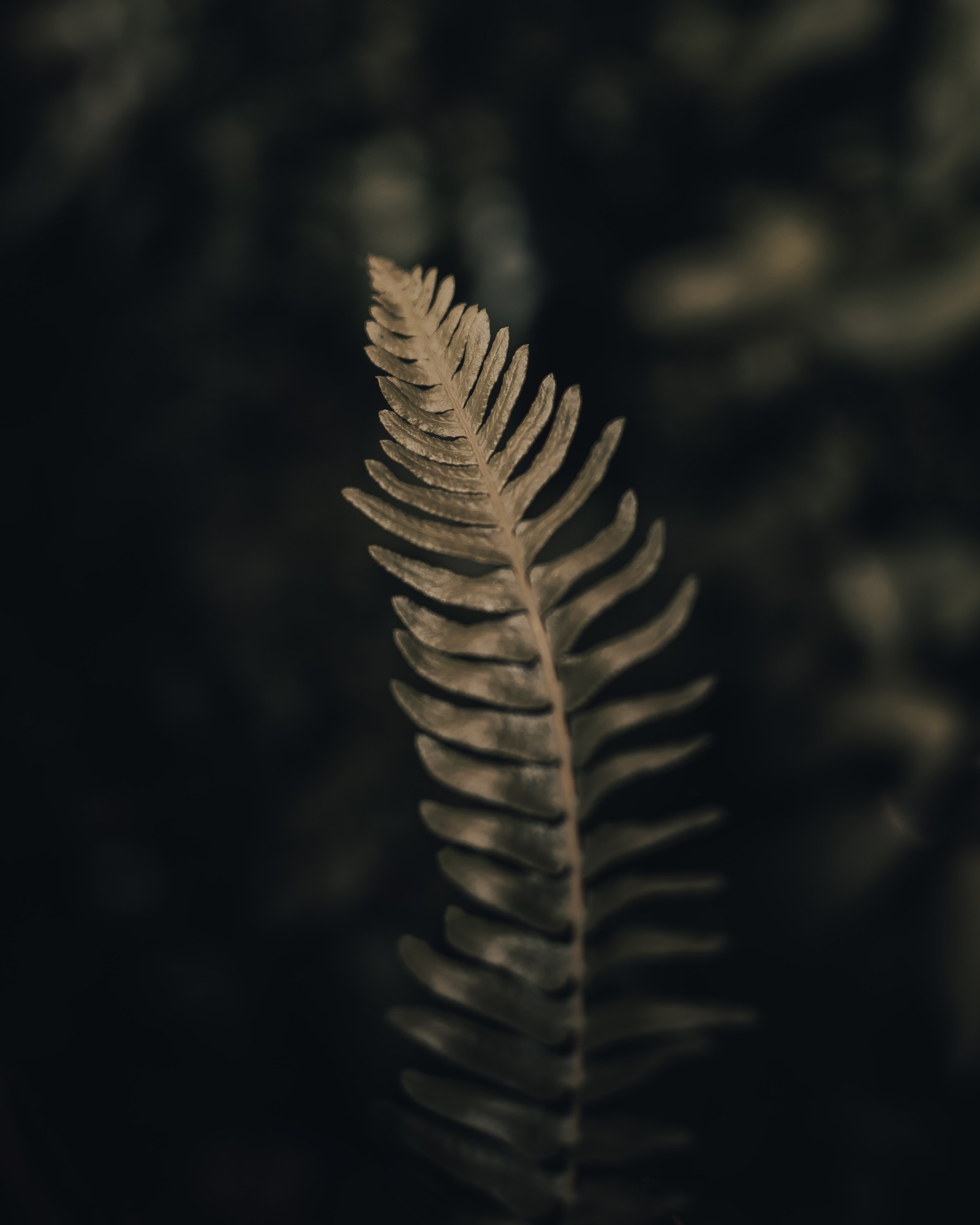 A close up of a fern leaf in a dark forest (close up, biology, science, natural material, terrestrial plant)