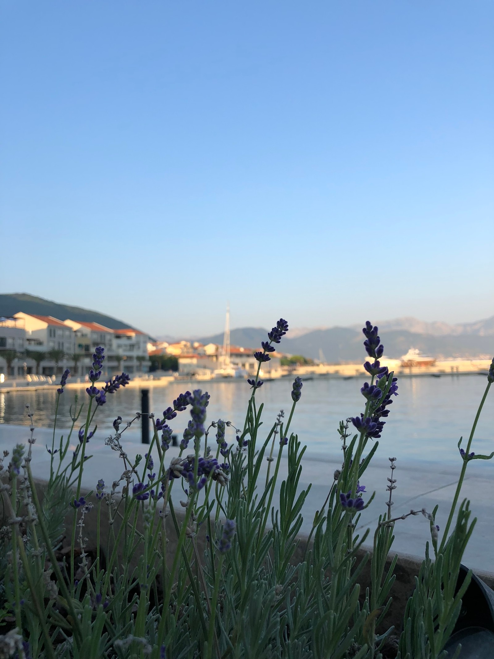 Flores de lavanda estão crescendo perto da água em frente a uma cidade (água, comunidade vegetal, ciência, recursos hídricos, banco)