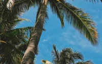 Tropical Palm Trees Under a Clear Blue Sky in Miami