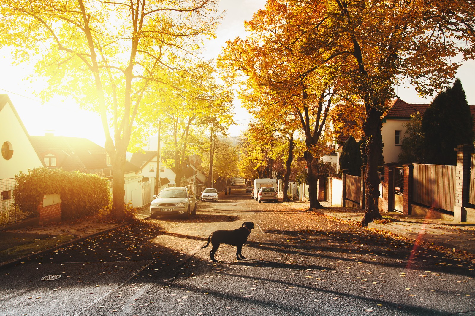 Un chien arabe debout dans la rue au milieu d'un quartier résidentiel (chien, arbre, matin, ensoleillement, atmosphère)