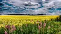 Prairie vibrante avec du colza jaune et des fleurs sauvages sous un ciel dramatique