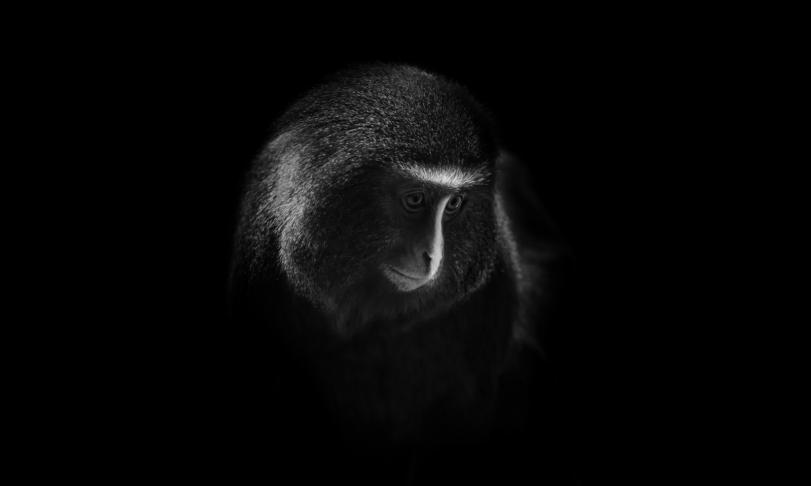 Una foto en blanco y negro de un mono en la oscuridad (hamlyns monkey, owl faced monkey, oscuro, fondo negro, 5k)