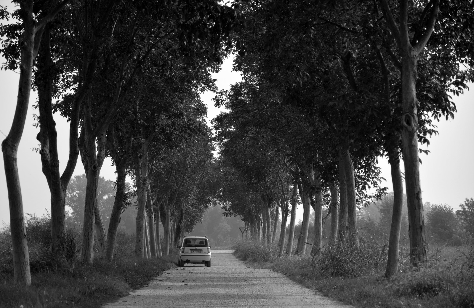 Coche árabe conduciendo por un camino de tierra bordeado de árboles (coche, blanco y negro, monocromo, árbol, blanco)