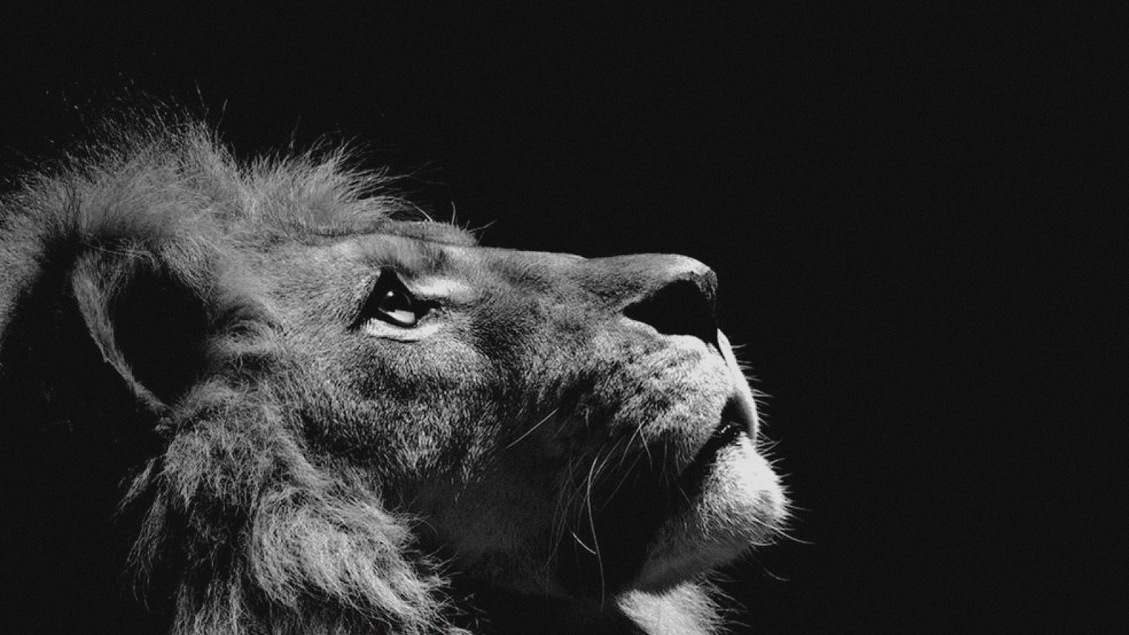 Un lion dans l'obscurité regardant vers le haut (le lion, tigre, noir et blanc, noir, faune)