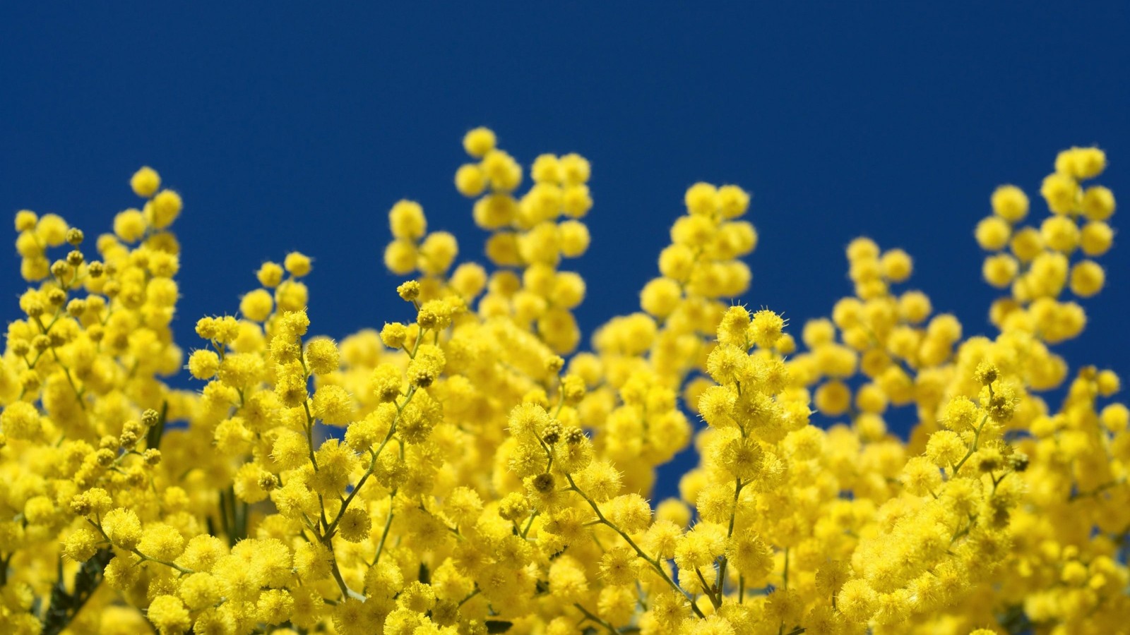 Lade mimosa, gelb, pflanze, frühling, raps Hintergrund herunter