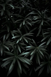 Monochrome Serenity: A Study of Dark Leaves in Subtle Light