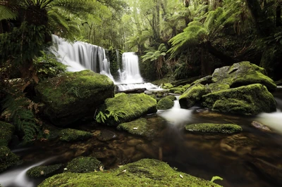 Serene Waterfall Mural Surrounded by Lush Vegetation and Smooth Rocks