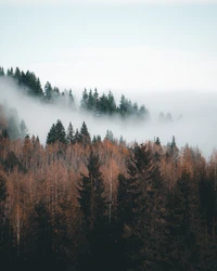 Matin brumeux dans une forêt mixte de conifères