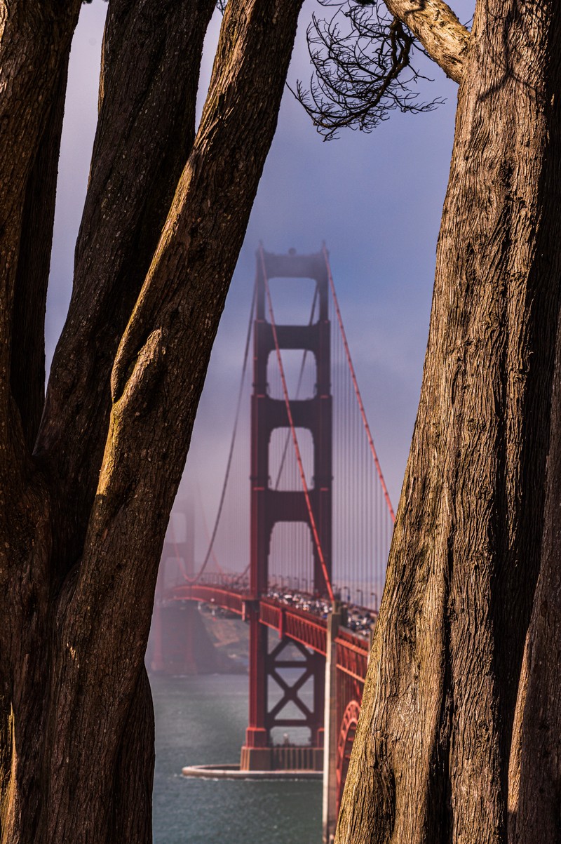 Деревья перед мостом с лодкой в воде. (мост золотые ворота, golden gate bridge, мост, дерево, вода)