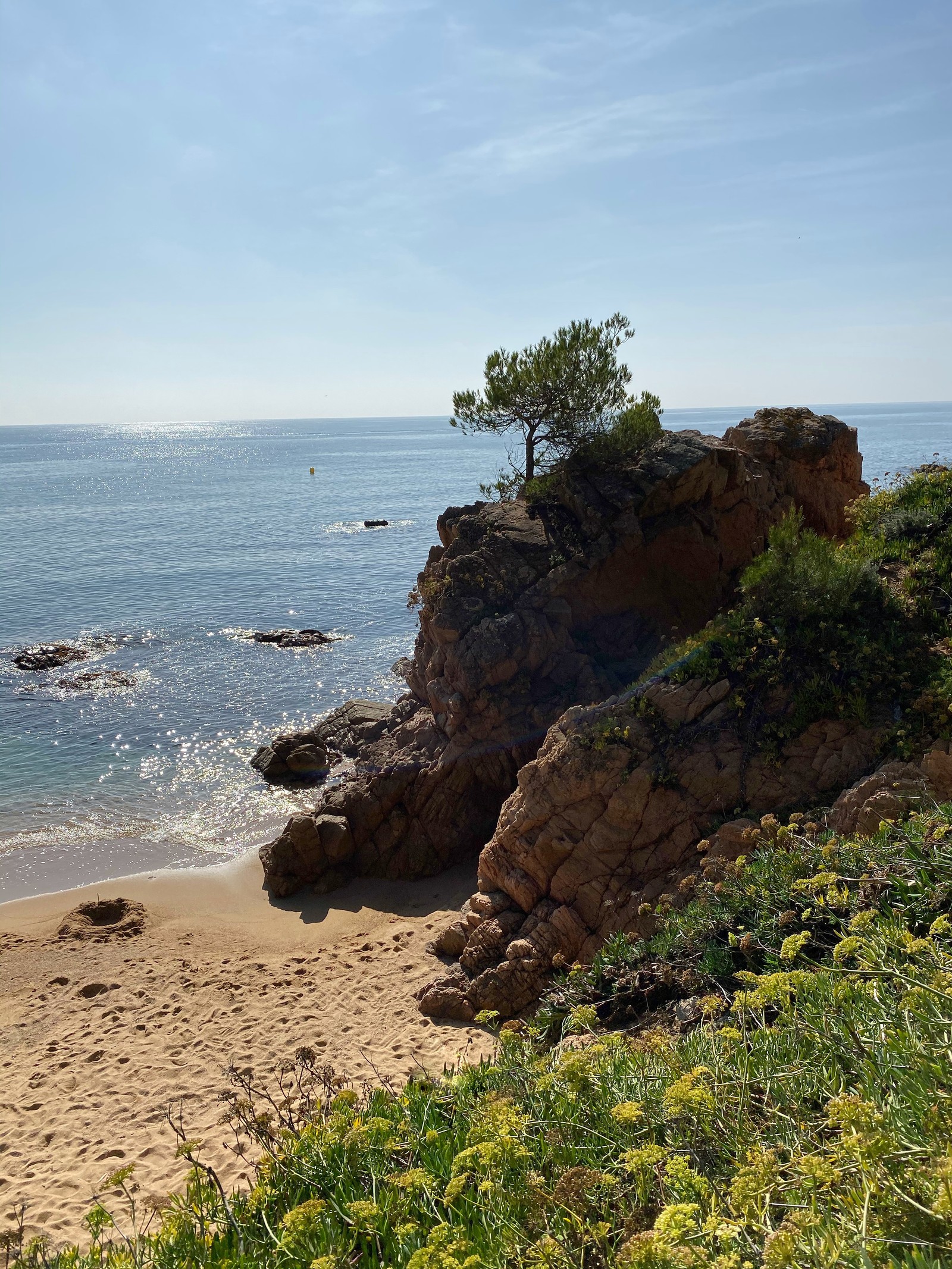 Uma árvore solitária em um penhasco com vista para o oceano (costa, mar, promontório, cabo, vegetação)