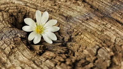 Zarter Wildblumen, der auf rustikalem Rindenoberfläche blüht