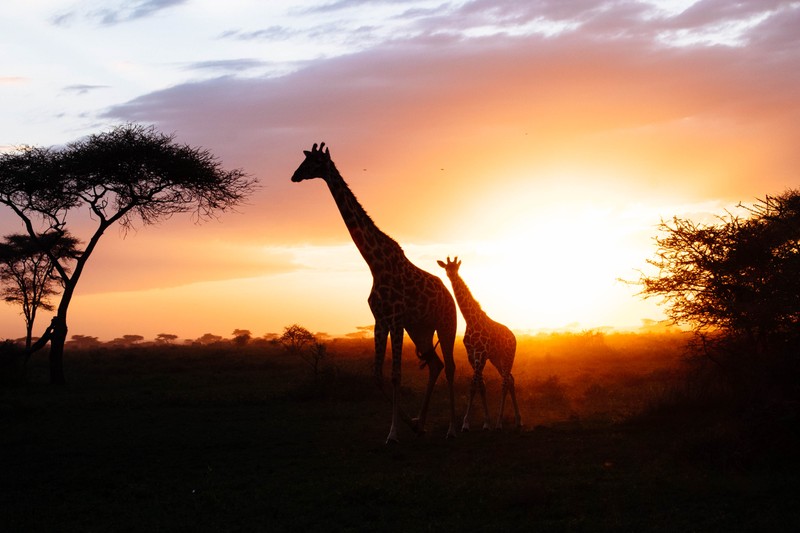 Две жирафы стоят на траве на закате (серенгети, serengeti, сафари, safari, жираф)