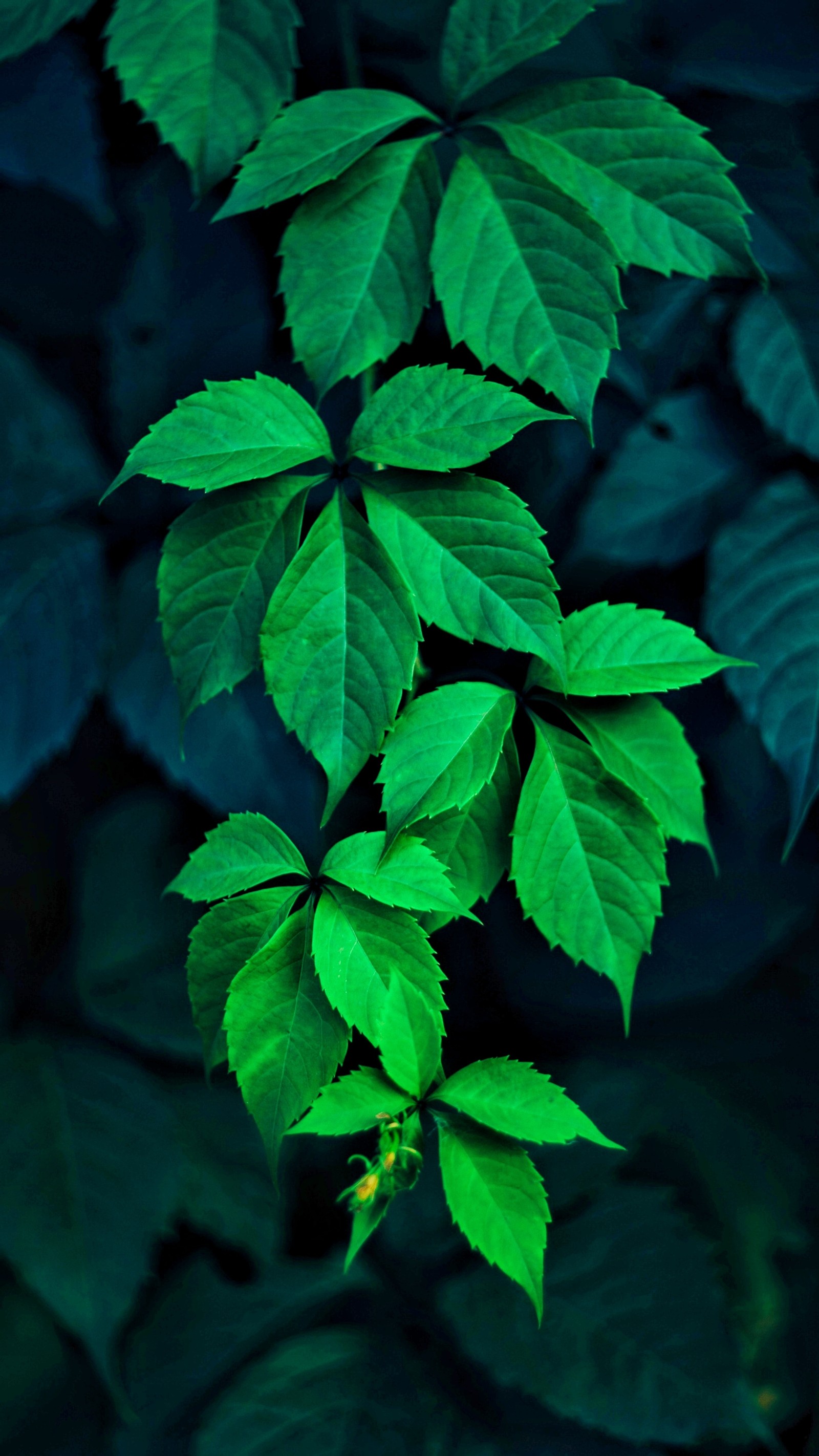 A close up of a green leafy plant with dark background (branches, green, leaves, macro, nature)