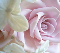 Soft Pink Rose in Bloom