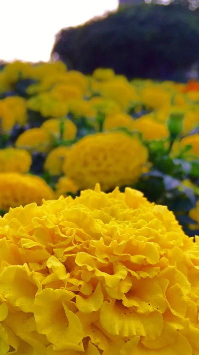 Vibrant Yellow Marigolds in Bloom