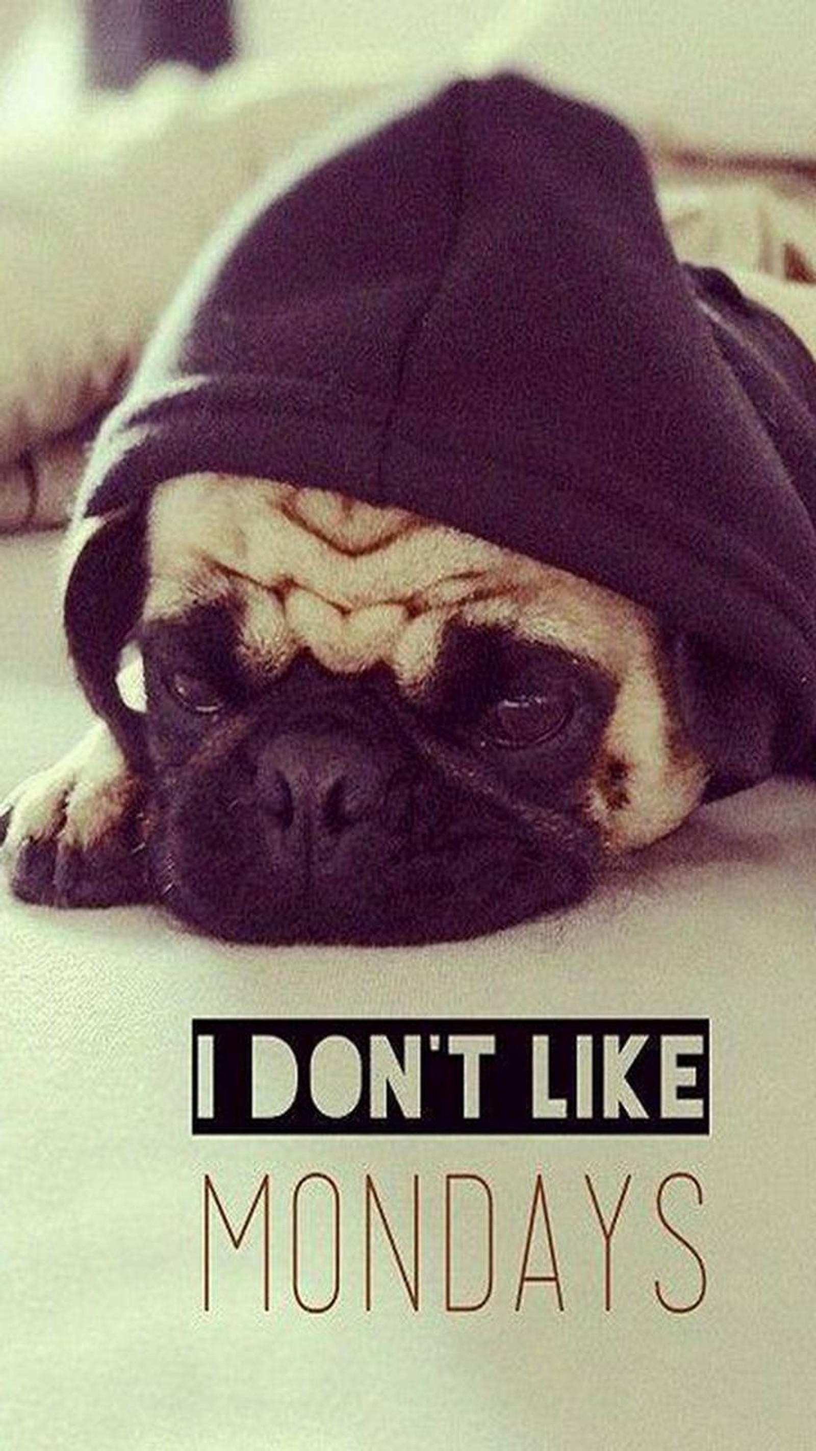 Hay un perro pug con un hoodie acostado en el suelo (lunes, pug)