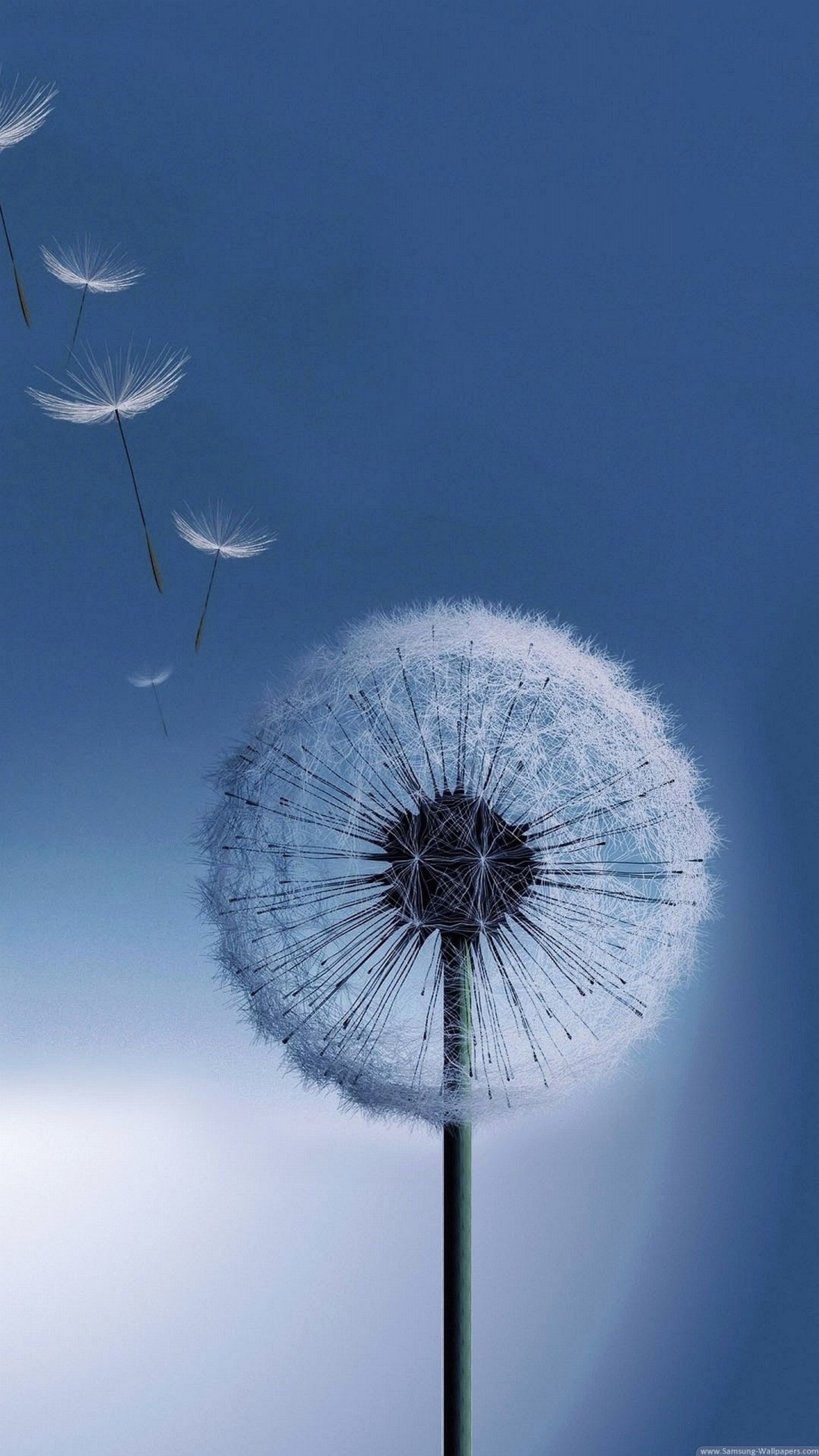 Un pissenlit vole dans les airs avec un ciel bleu derrière (pissenlit, nature)