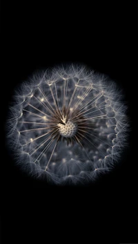 Dandelion Seed Head Against a Black Background