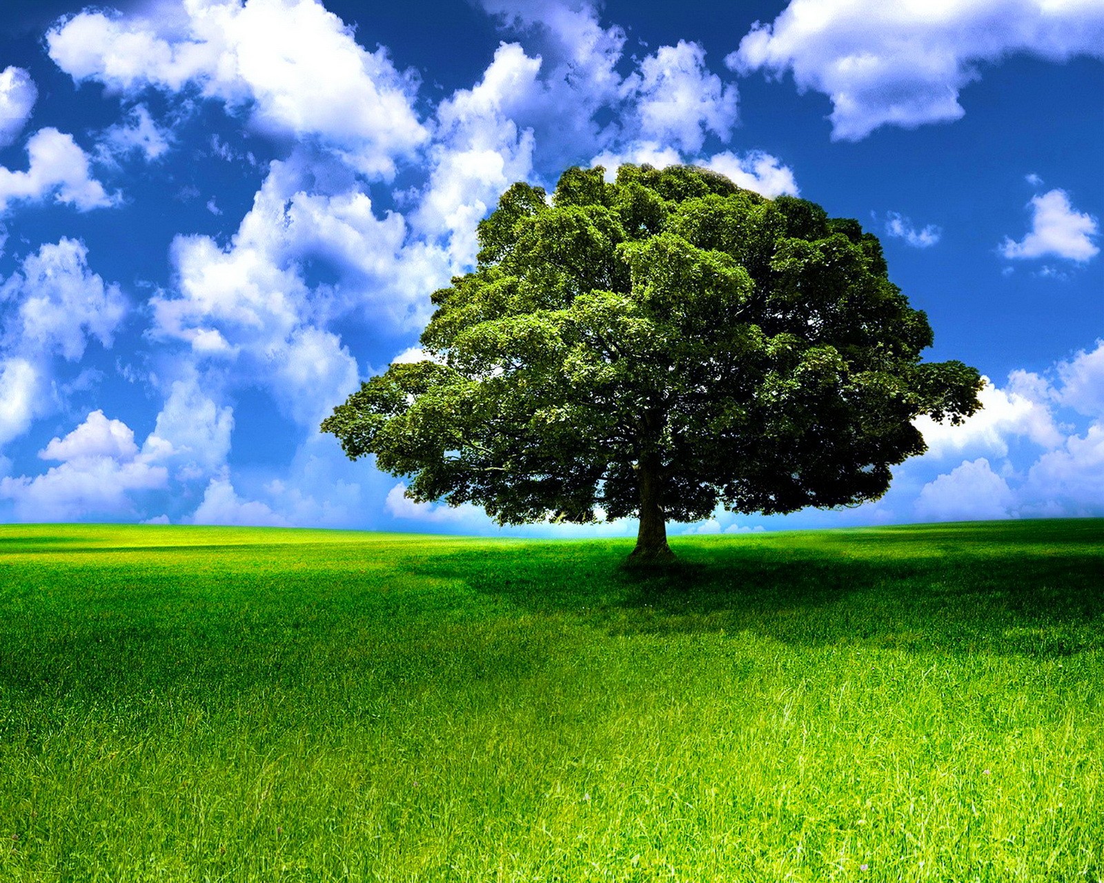 Uma árvore solitária em um campo verde com um céu azul (green tree blue sky, paisagem natural)