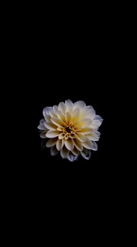 Elegant White Lotus Flower on Black Background