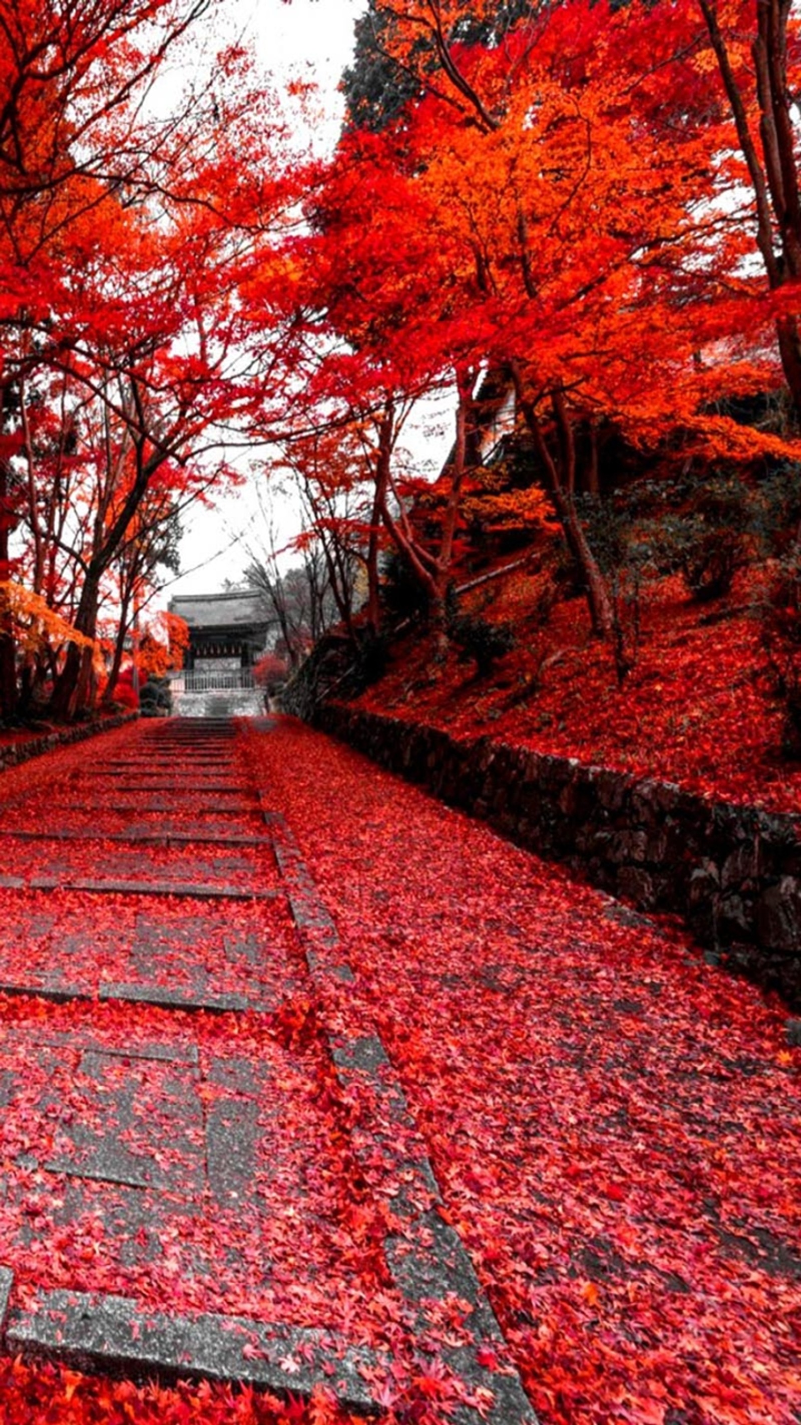 A close up of a pathway with red leaves on the ground (drive, forest, leaves, nature, new)