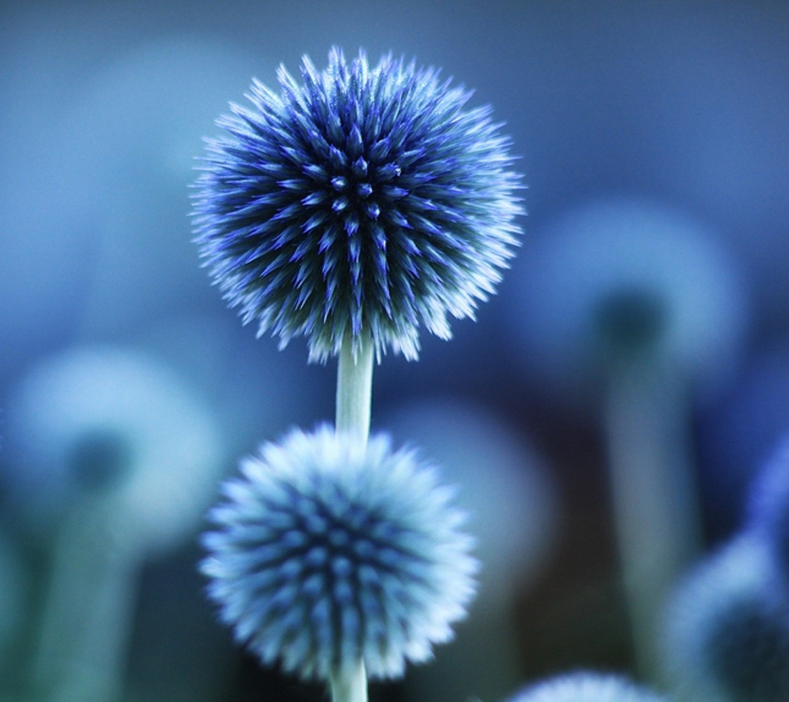 Il y a deux fleurs bleues qui poussent dans l'herbe (bleu, fleur)