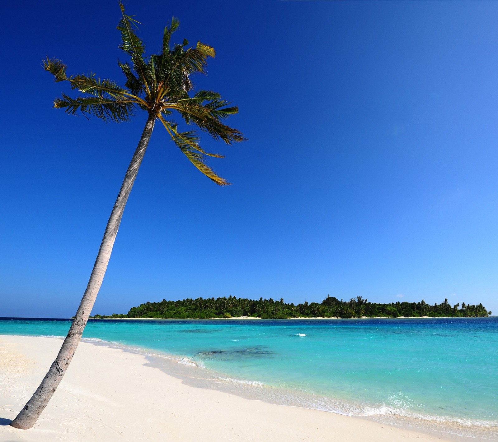 Vogelperspektive auf eine palme, die über einen strand mit klarem blauen himmel lehnt (maldivian beach, nokia c3, hintergrundbild, x2 01)