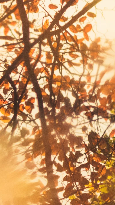 herbst, blätter, orange, rot, baum