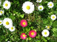 Vibrant Common Daisies and Colorful Blossoms in a Lush Garden Setting