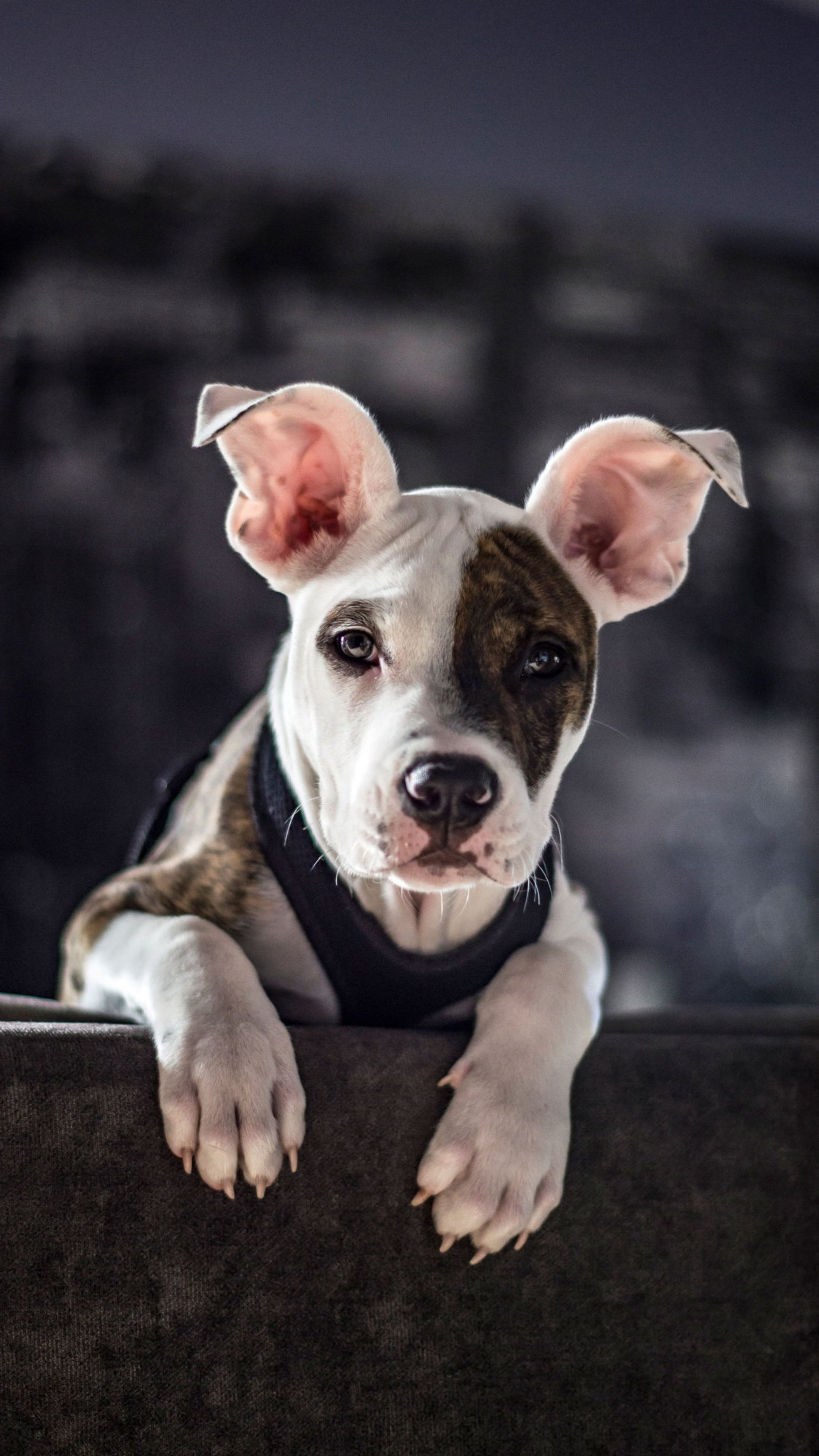 Un chien est assis sur un canapé avec ses pattes sur le dos du canapé (museau, canidae, american pit bull terrier, race de chien, pitbull)