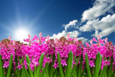 Lebendige pinke Hyazinthen in voller Blüte unter einem sonnigen Himmel