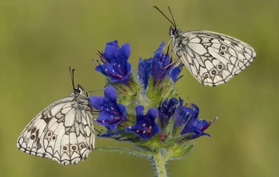 Papillons blancs marbrés pollinisant des fleurs de lavande anglaise