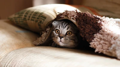 Chat curieux caché sous une couverture douillette