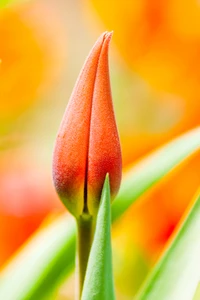 Nahaufnahme einer orangefarbenen Tulpenknospe vor einem lebhaften verschwommenen Hintergrund.