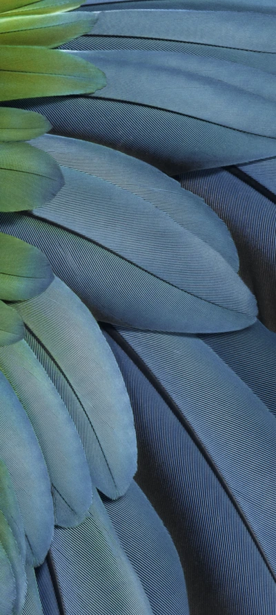 Azure and Grey Feather Pattern with Electric Blue Shades