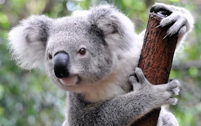 Adorable koala aferrándose a una rama de árbol