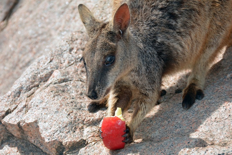 Маленькое животное ест красное яблоко (валлаби, wallaby, кенгуру, дикая природа, сумчатое)