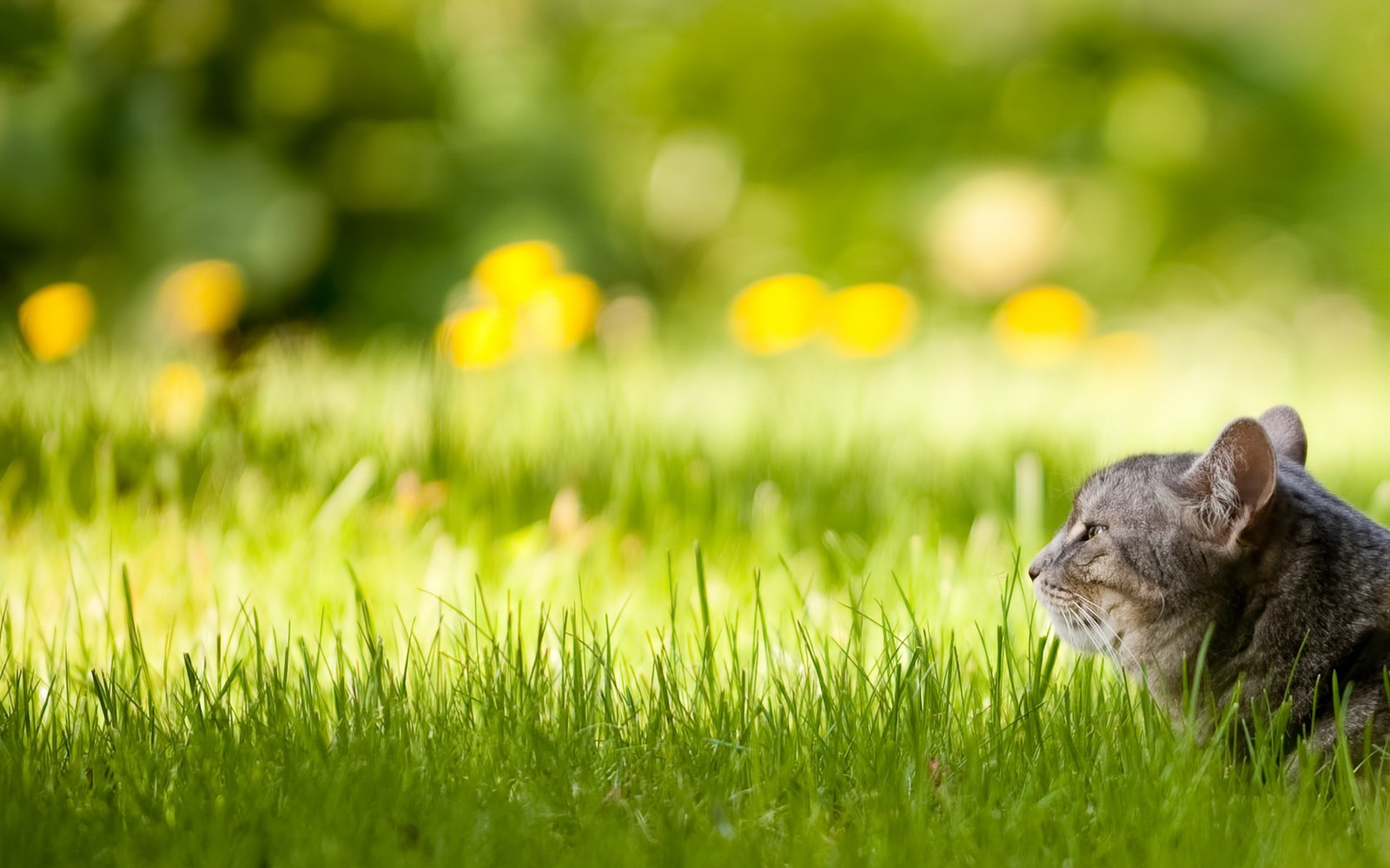 Lade kätzchen, grün, wildleben, rasen, felidae Hintergrund herunter