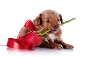 Cachorro con una rosa: Un gesto sincero de amor de cachorro