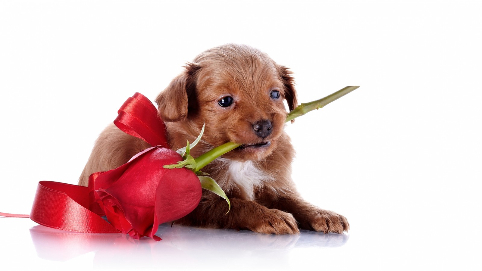 Puppy with a rose in its mouth and a red ribbon around it (puppy, dog breed, puppy love, bulldog, companion dog)