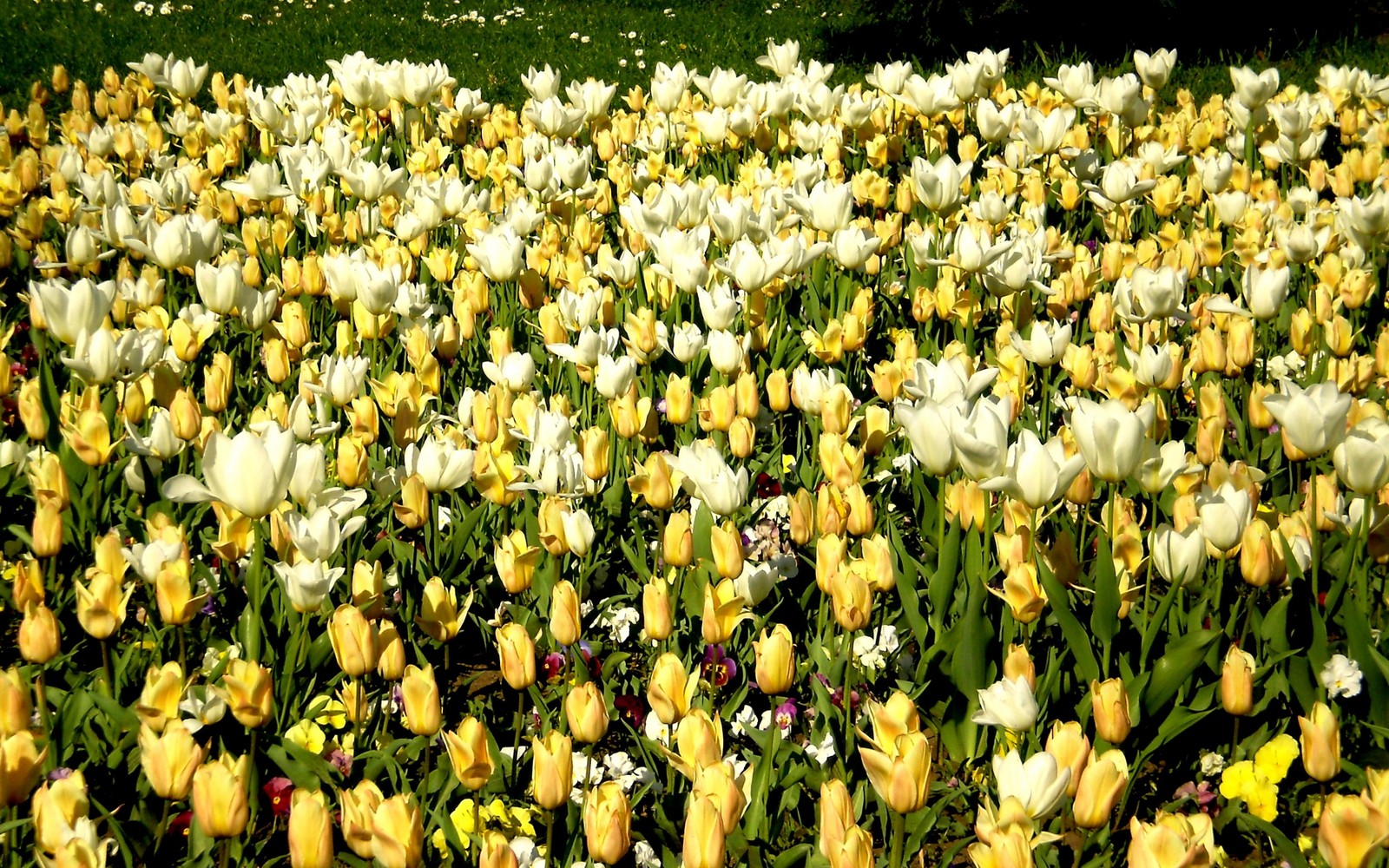 Tulipanes amarillos y blancos en un campo de hierba verde (primavera, pensamiento, rosas de jardín, flor silvestre, amarillo)