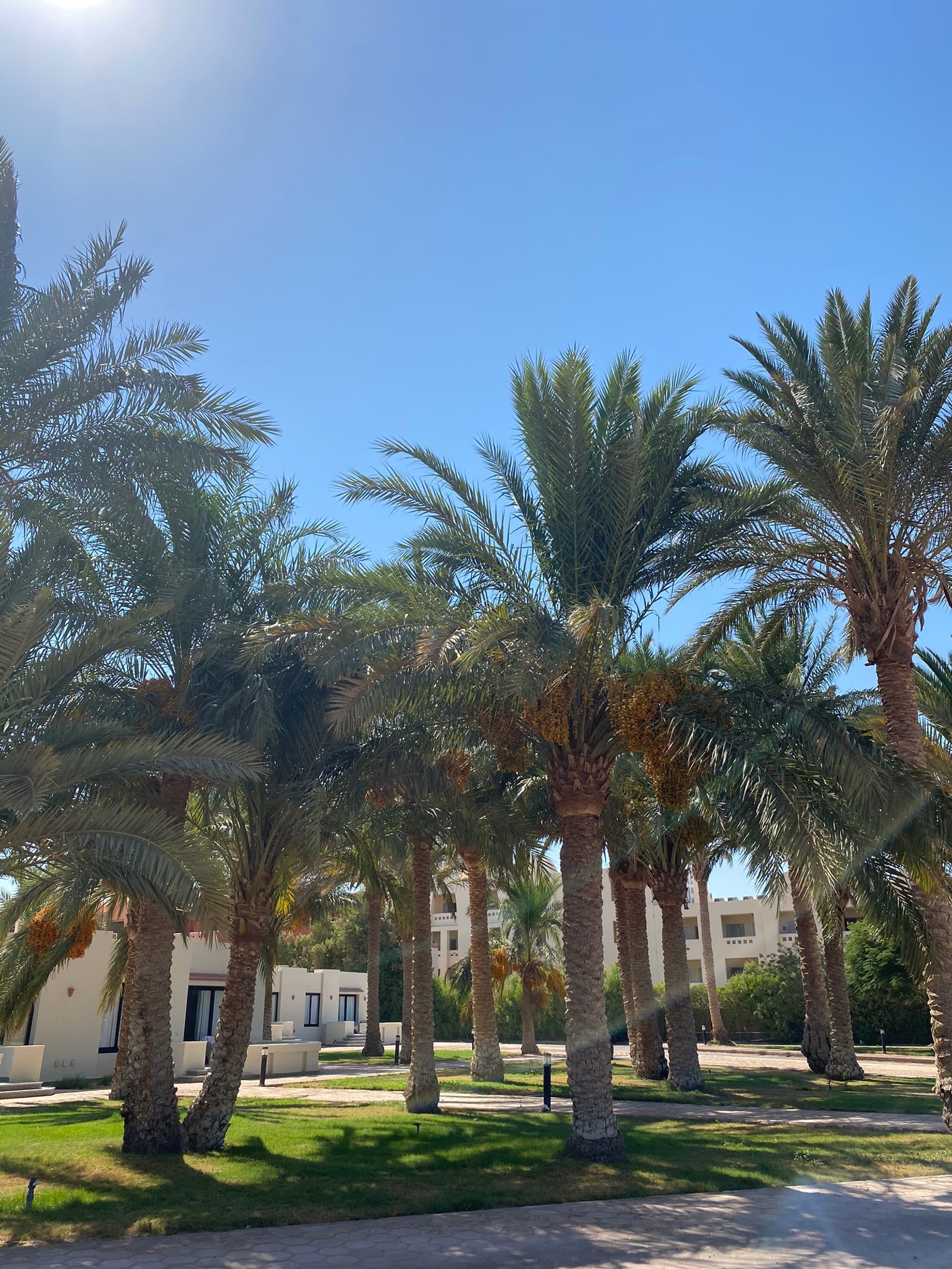 Arafed palm trees in a park with a building in the background (date palm, palm trees, plant, tree, woody plant)