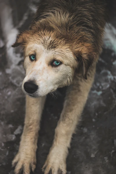 Um cachorro de raça mista molhado com olhos azuis marcantes e um pelo macio e desgastado, olhando para cima pensativamente.