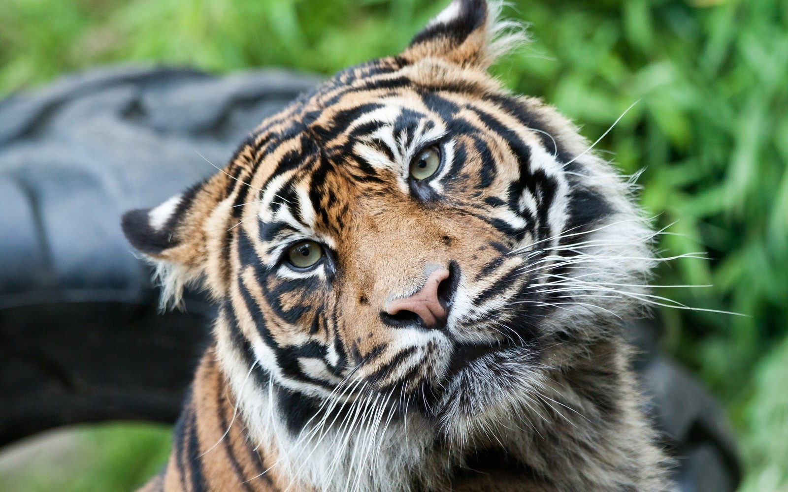 Ein tiger schaut in die kamera (großkatze, wildleben, landsäugetier, bengalischer tiger, sibirischer tiger)