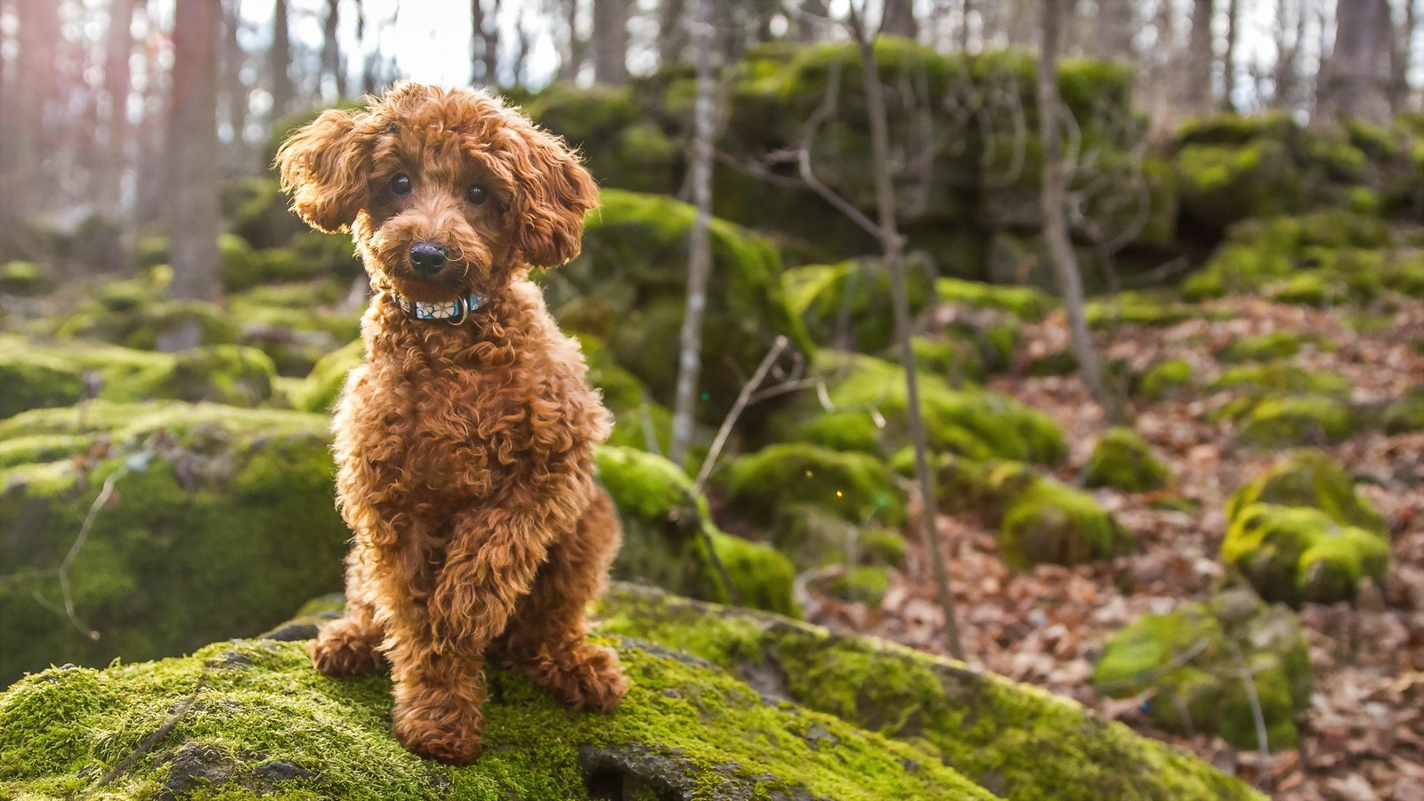 Poodle arafly sentado em uma pedra coberta de musgo na floresta (poodle miniatura, cão de água espanhol, goldendoodle, poodle, raça de cachorro)