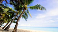 Tranquil Caribbean Shoreline with Palm Trees Against a Clear Blue Sky