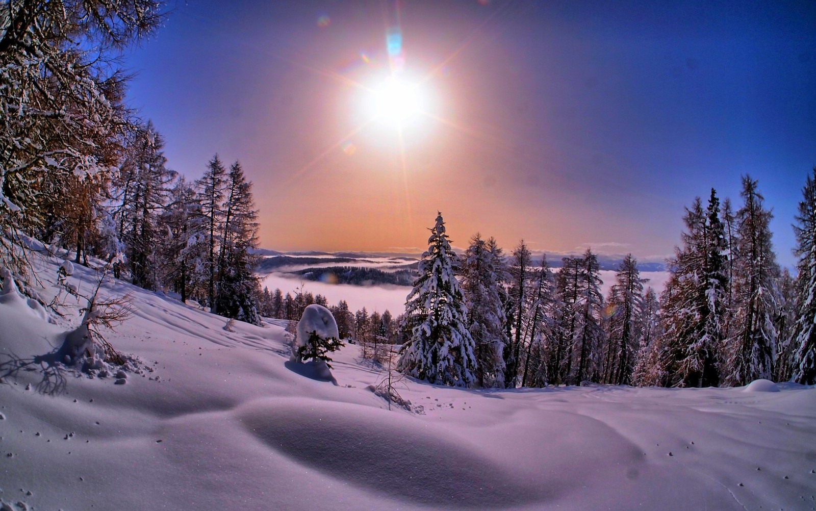 Descargar fondo de pantalla nieve, invierno, naturaleza, árbol, congelación