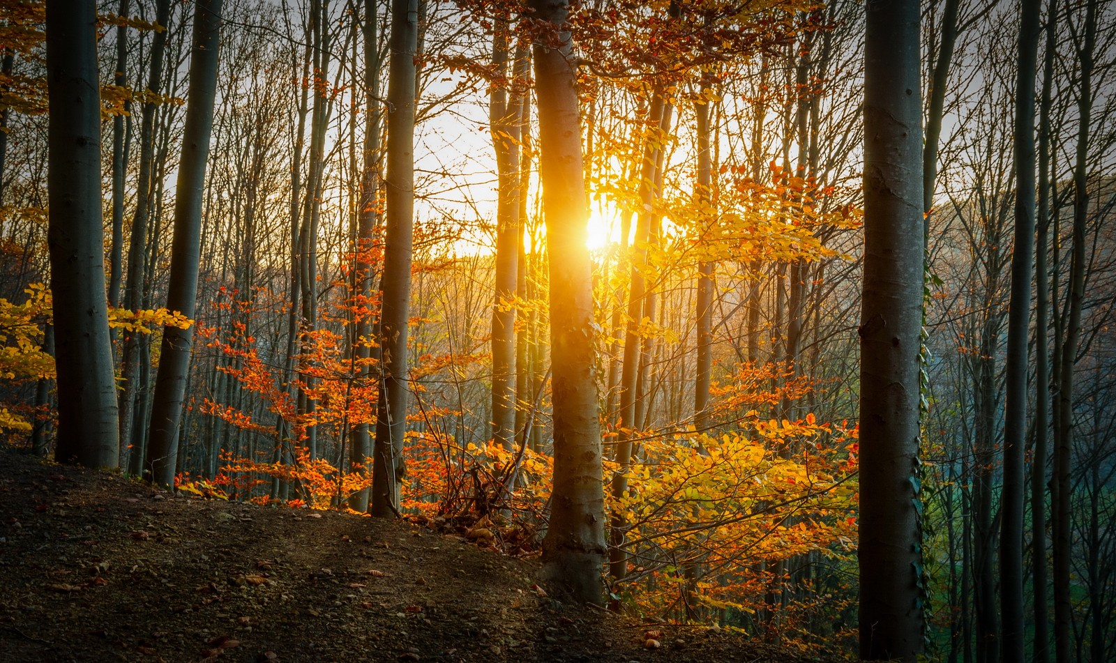 Uma vista do sol brilhando através das árvores na floresta (floresta, árvore, natureza, folha, ecossistema)