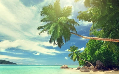 Tropical Paradise: Lush Palm Trees Meeting Crystal Clear Waters Under a Blue Sky